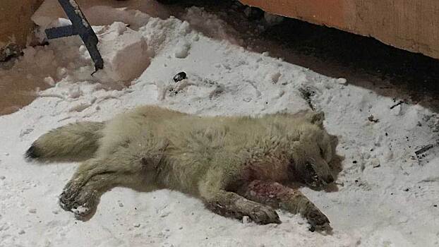 В Норильске убили агрессивного полярного волка
