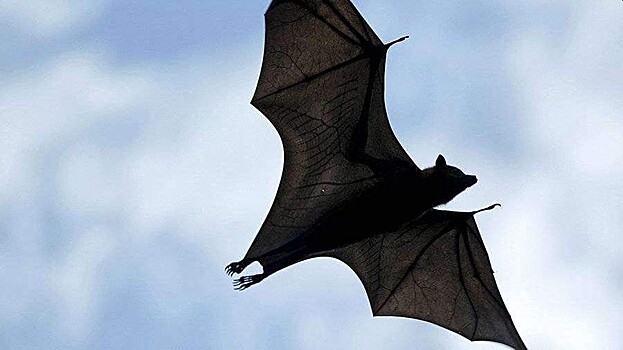 Ученые рассказали, как остановить следующую пандемию