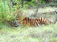 Загадки природы: почему шкура тигров рыжего цвета