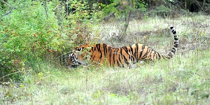Загадки природы: почему шкура тигров рыжего цвета