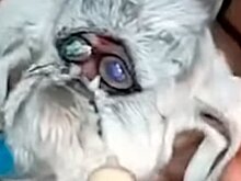 Козленок родился с человеческим лицом и с похожими на очки кругами вокруг глаз