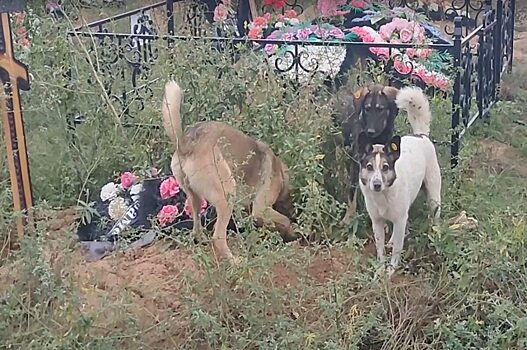Стая собак разрыла могилу на кладбище в Энгельсе
