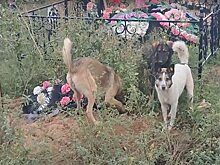 Стая собак разрыла могилу на кладбище в Энгельсе