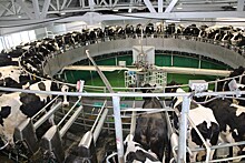В Долговском животноводческом комплексе открыли новый доильно-молочный блок
