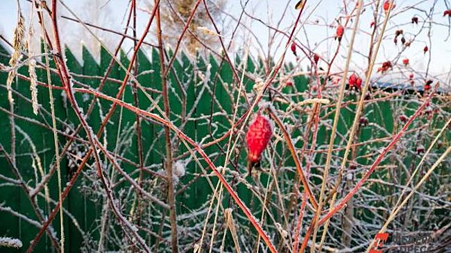 В Челябинской области ожидаются заморозки до -6 градусов