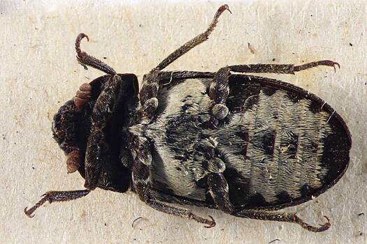 Жуткие плотоядные жуки загадочным образом вернулись в Великобританию