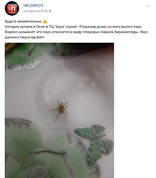 Житель Югры купил гранат с ядовитым пауком