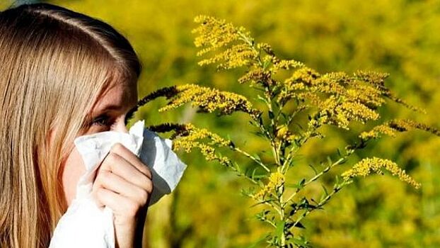 Иммунолог Болибок рассказал, на какие растения и деревья чаще всего возникает аллергия