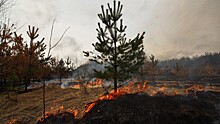 С начала месяца в Вологодской области ликвидировано два лесных пожара