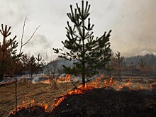 С начала месяца в Вологодской области ликвидировано два лесных пожара