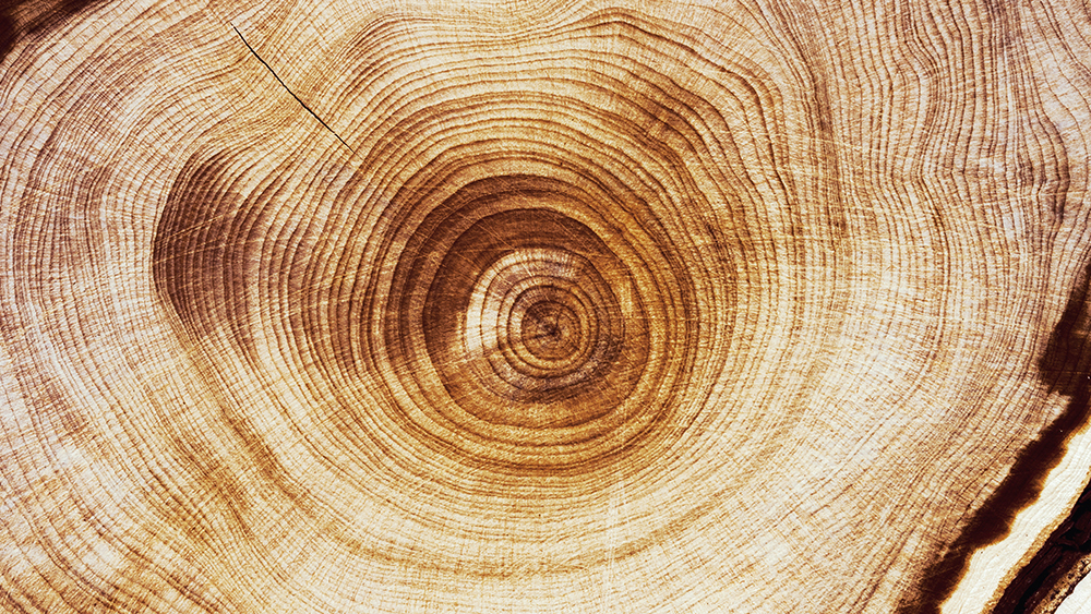 Солнечная батарея из дерева