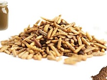 Повелители мух: селекция в насекомоводстве стартовала с программой по черной львинке