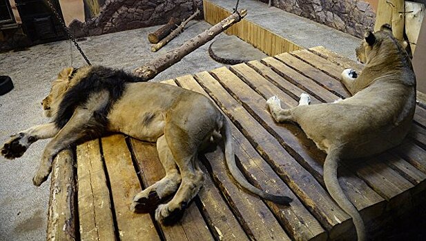 В Екатеринбургском зоопарке львица из Крыма трех львят-девочек
