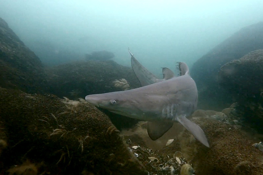 Фоторепортер опубликовал снимки резвящихся под водой у Нью-Йорка акул