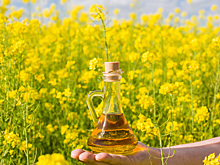 Россия стала вторым из крупных экспортёров рапсового масла