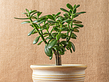 Шесть комнатных растений, которые приносят удачу