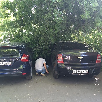 В Детском парке дерево рухнуло на две машины