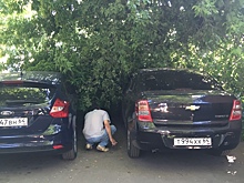 В Детском парке дерево рухнуло на две машины