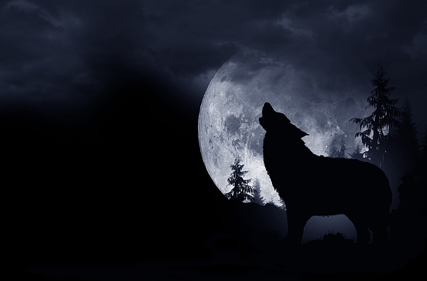 В стае волки стараются выть по-разному, чтобы у противников создалось впечатление, что хищников намного больше, чем есть на самом деле. Кроме того, ученые обнаружили, что волки могут ответить на человеческий вой.