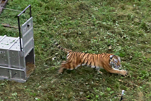 Возвращение амурской тигрицы в тайгу попало на видео