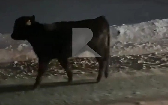 Рязанские водители сопровождали по дороге заблудившегося телёнка