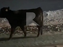 Рязанские водители сопровождали по дороге заблудившегося телёнка