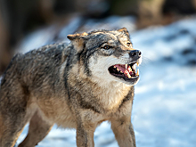 Волки зашли в село Бергуль глубокой ночью – предупреждение