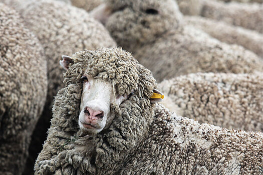 Элитных дагестанских овец будут разводить в Беларуси