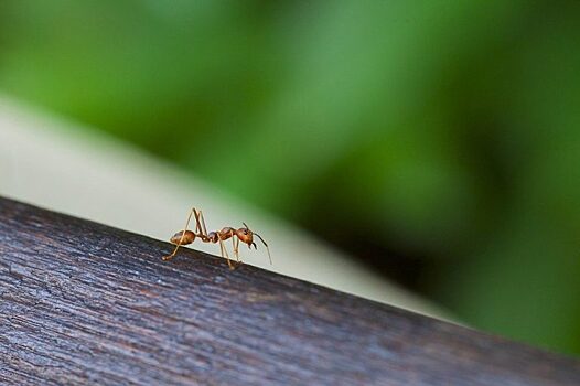 Как зарождается муравьиная колония, расскажут юным любителям природы на станции юннатов в САО