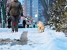 Кинолог рассказал о первых и явных признаках отравления собаки на улице