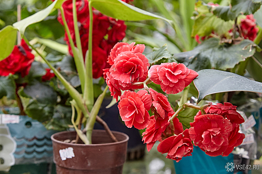 Как безопасно украсить дом растениями, если у вас аллергия