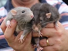 В Гонгконге зафиксировали первый случай заболевания человека крысиным гепатитом