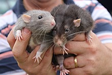 В Гонгконге зафиксировали первый случай заболевания человека крысиным гепатитом
