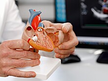 Стало известно, что нужно для правильного развития сосудов сердца