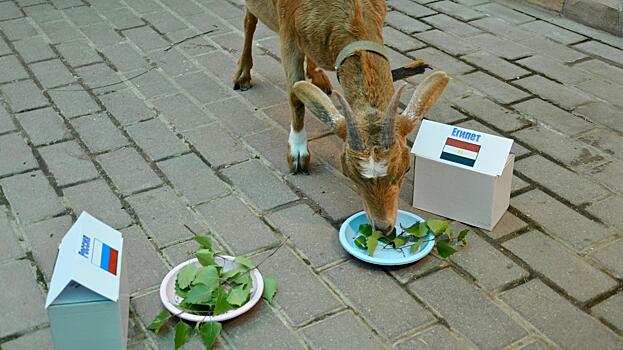 Камерунская коза Айна из Ботанического сада Вологды предсказала исход следующего матча нашей сборной на ЧМ по футболу