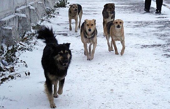 В Краснотурьинске отловят 114 бродячих собак за ₽1,2 млн