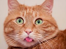 Трудности воспитания: как девушка пыталась отучить кота спать на спинке кровати