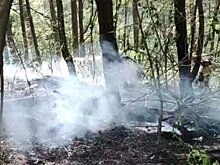 В лесу на Западной Поляне случился пожар