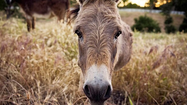 Как и почему в Ирландии коклюш лечили ослами?
