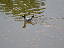 Черноголовая чайка, занесённая в Красную книгу, поселилась в парке «Торфянка»
