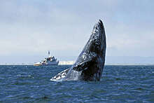 NEAQ: у восточного побережья США обнаружен кит, считавшийся вымершим в Атлантике