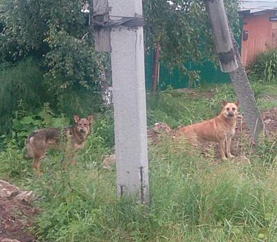 «Остались без мяса и яиц». В Тобольске бродячие псы держат в страхе жителей подгорной части