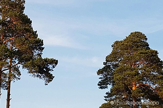 Суд взыскал с управляющей компании 95 тысяч за упавшее на иномарку дерево