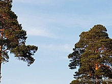 Суд взыскал с управляющей компании 95 тысяч за упавшее на иномарку дерево