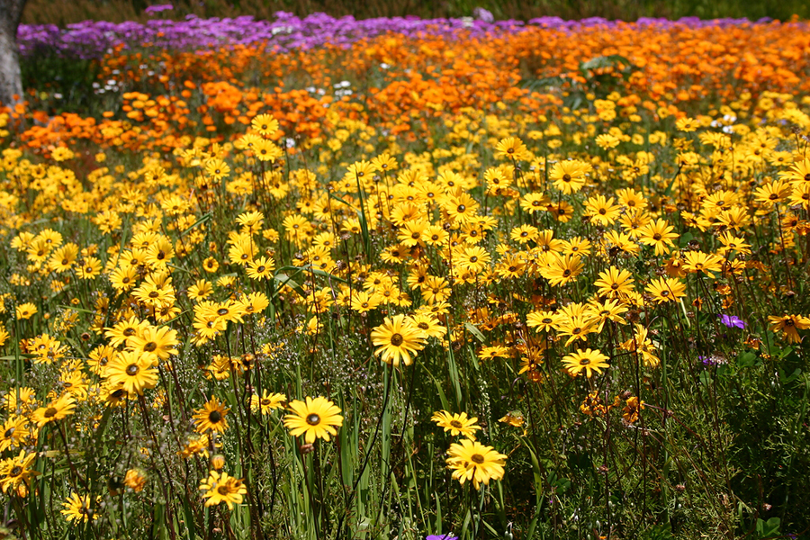 Сад Кирстенбош (Kirstenbosch National Botanical Garden), Кейптаун, ЮАР, Африка