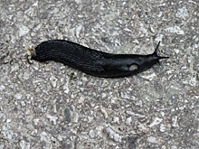 30 видов животных внесут в Красную книгу Нижегородской области в 2024 году