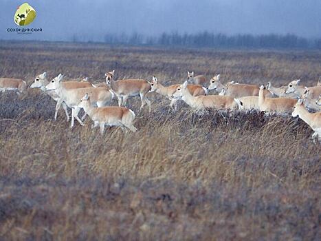В Забайкалье установили предупреждающие стенды из-за выхода дзеренов на дороги