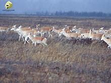 В Забайкалье установили предупреждающие стенды из-за выхода дзеренов на дороги