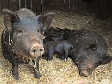 В Чистопольском районе Татарстана изымут животных из-за африканской чумы свиней