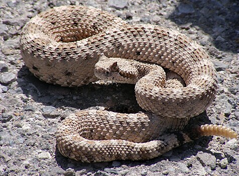 Загадка гремучих змей: как они гремят хвостами?